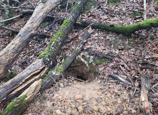 slovenia/skocjan-caves/attraction/kapnik-stalagmit-brezstrope-jame-v-lipovih-dolinah