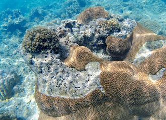 fiji/western-division/attraction/pj-s-sailing-snorkelling-and-fishing-trips-in-fiji