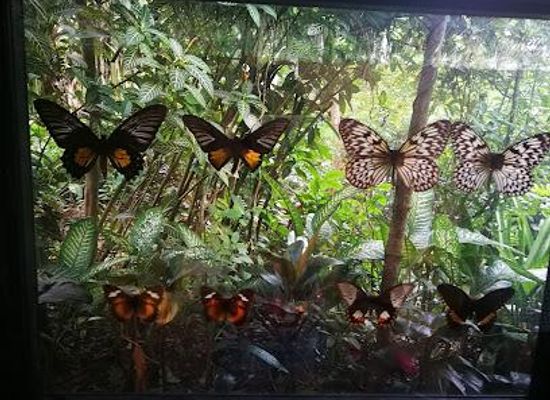 philippines/bohol/attraction/habitat-bohol-highland-nature-resort