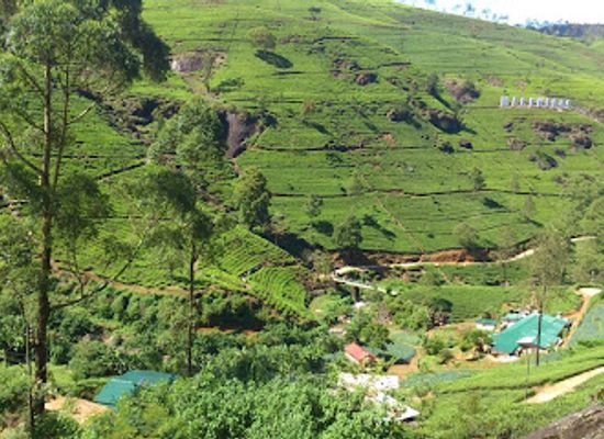 sri-lanka/nuwara-eliya/attraction/piduruthalagala-conservation-forest