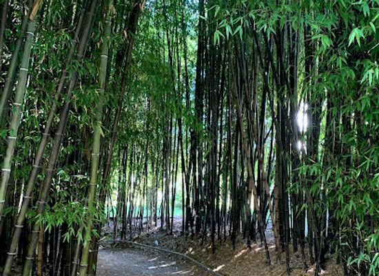 spain/galicia/attraction/bosque-de-bambu-negro