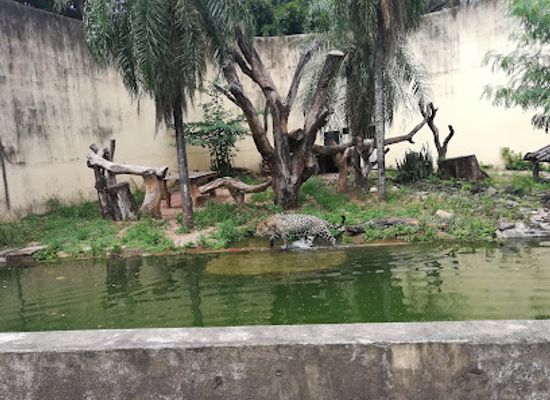 bolivia/santa-cruz-lowlands/attraction/zoologico-municipal-noel-kempff-mercado