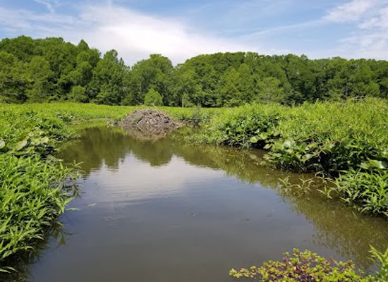 tennessee/west-tennessee/attraction/reelfoot-national-wildlife-refuge