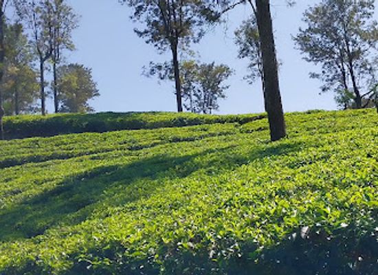 sri-lanka/cultural-triangle/attraction/galpattiya-junction
