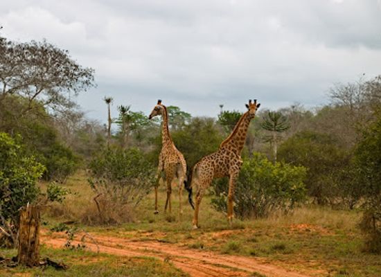 angola/uige/attraction/parque-nacional-do-quicama