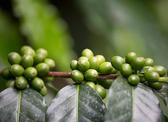 tanzania/moshi/attraction/coffee-plantation-and-waterfall