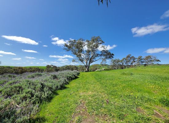australia/barossa-valley/attraction/lyndoch-lavender-farm-cafe