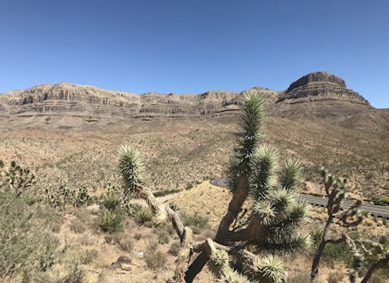 arizona/mohave-county/attraction/arizona-s-joshua-tree-forest