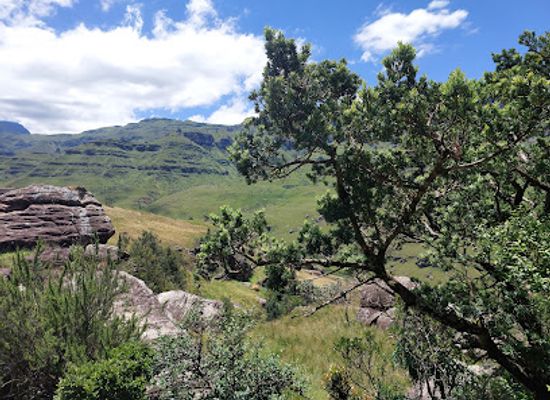 south-africa/sani-pass/attraction/yellowwood-corner