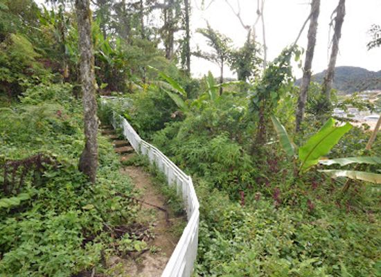 malaysia/cameron-highlands/attraction/forest-walk
