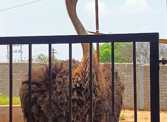 india/tamil-nadu/attraction/rajali-birds-park