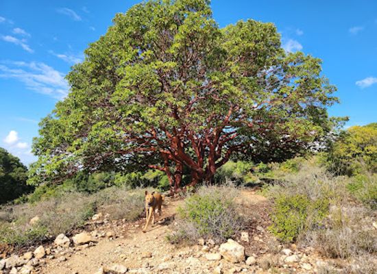 israel/galilee-region/attraction/ha-kalb-ha-gadol
