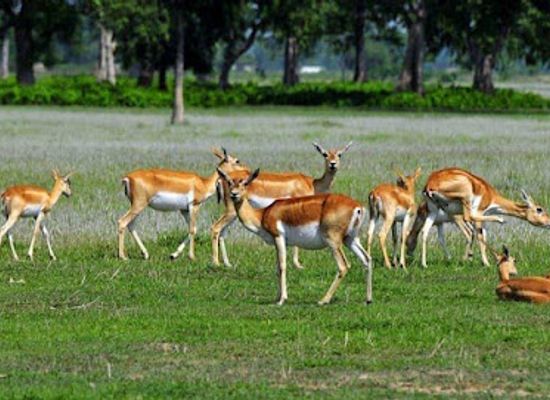 nepal/seti-zone/attraction/shuklaphanta-national-park