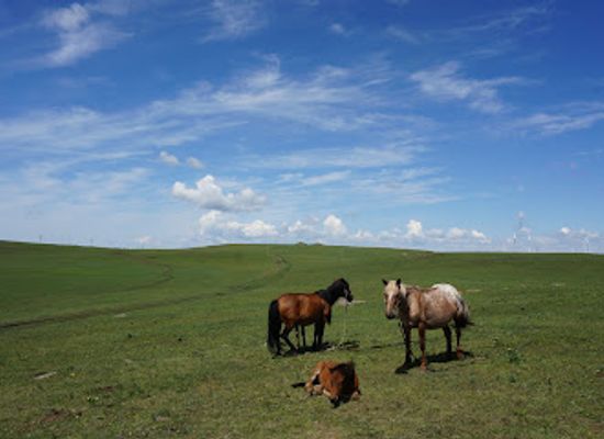 mongolia/mongolian-manchurian-grassland/attraction/huiteng-xile-grassland-tourist-zone