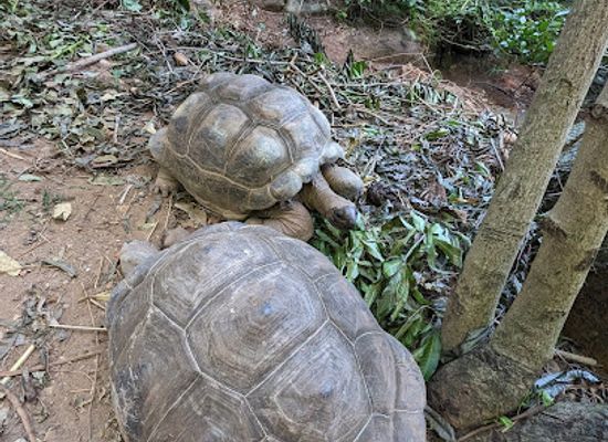 seychelles/anse-royale/attraction/the-giant-tortoises-of-the-seychelles