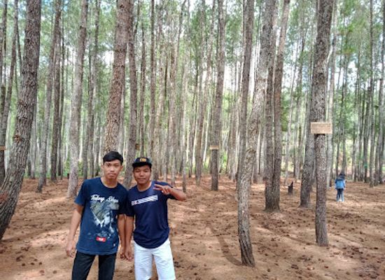 indonesia/tana-toraja/attraction/wisata-alam-to-pinus-burasia