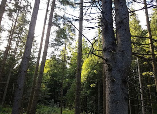 austria/flachgau/attraction/koppler-moor