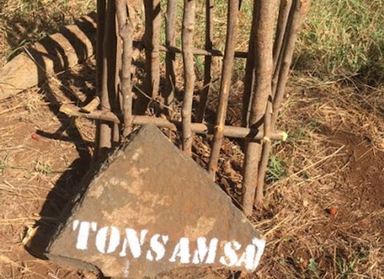 madagascar/antsiranana/attraction/baobab-a-suarezensis-tonsamsat