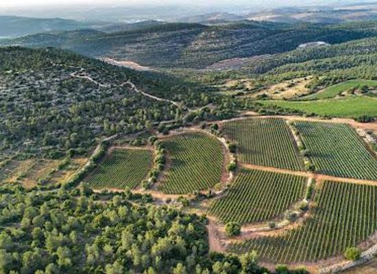 israel/bethlehem/attraction/tzora-vineyards