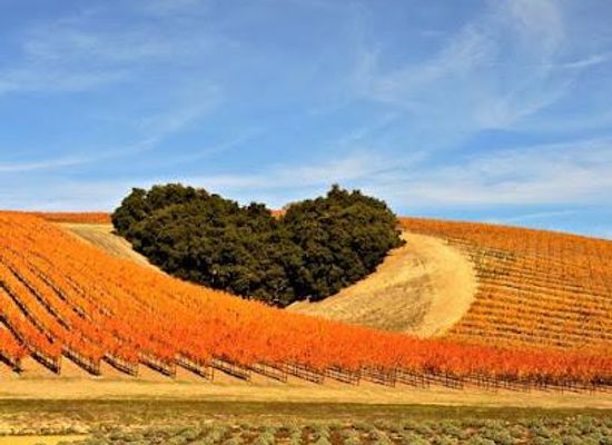 california/central-coast/attraction/central-coast-wine-country-ccwc