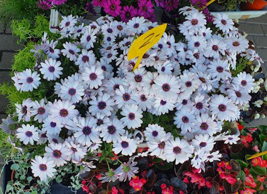 lithuania/marijampole/attraction/marijampole-flower-market