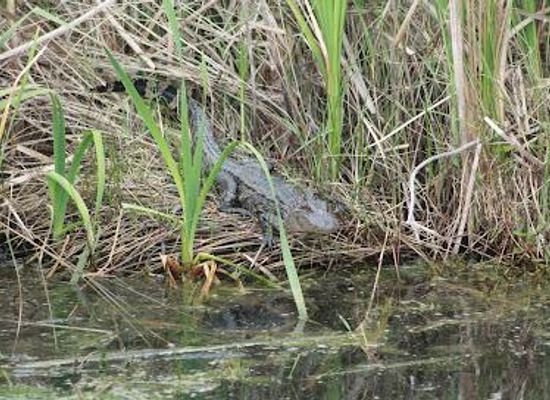 texas/port-arthur/attraction/sabine-national-wildlife-refuge