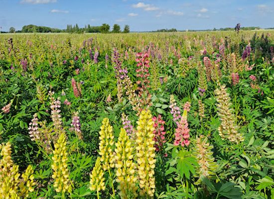 denmark/lolland-falster/attraction/lupinmark