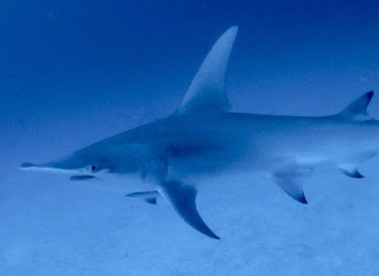maldives/hulhumale-island/attraction/madi-miyaru-kanmathi