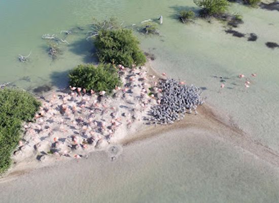 the-bahamas/inagua/attraction/little-angintua-national-park