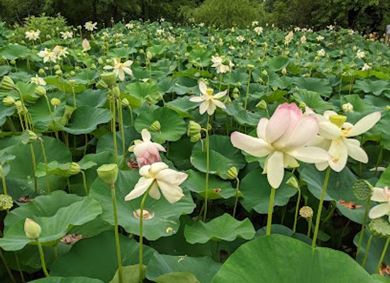 maryland/capital-region/attraction/kenilworth-park-aquatic-gardens