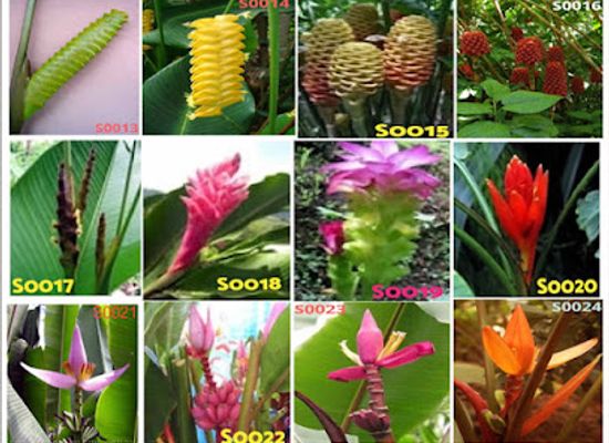 cameroon/buea/attraction/africa-green-farms