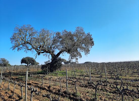 portugal/alentejo/attraction/corktrekking