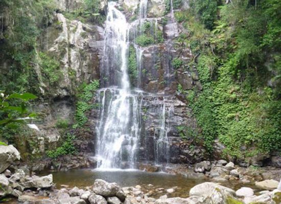 australia/southern-highlands/attraction/minnamurra-rainforest-centre