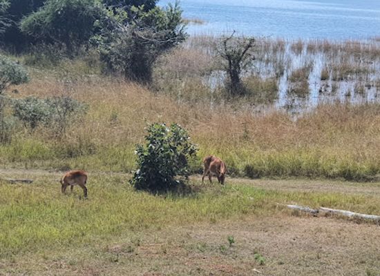 zambia/kafue-national-park/attraction/konkamoya-lodge