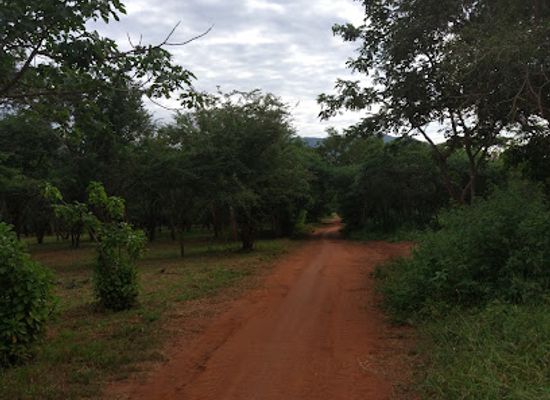 tanzania/morogoro/attraction/sua-university-botanic-garden