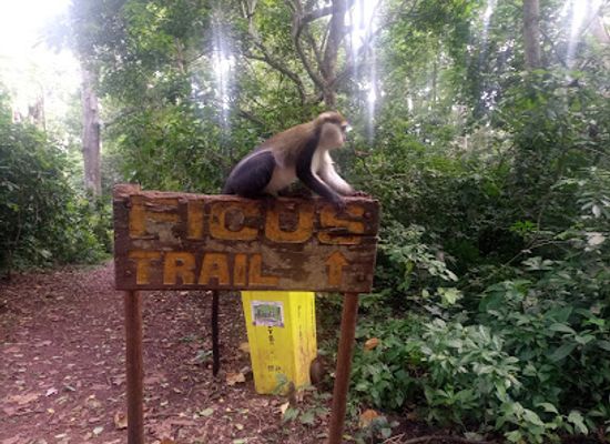 ghana/wli-waterfalls/attraction/boabeng-fiema-monkey-sanctuary