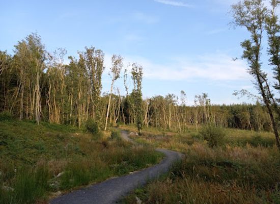 ireland/county-mayo/attraction/colonel-s-woods