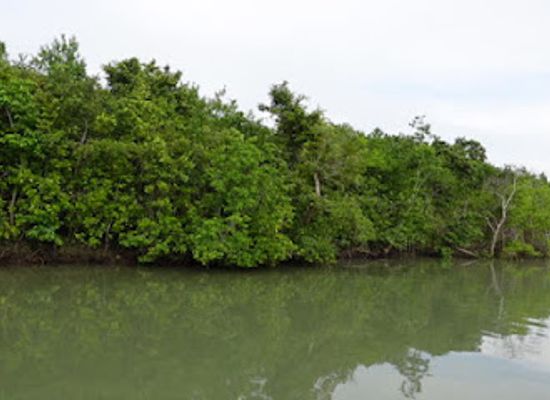 india/sundarbans/attraction/sunderbans-national-park