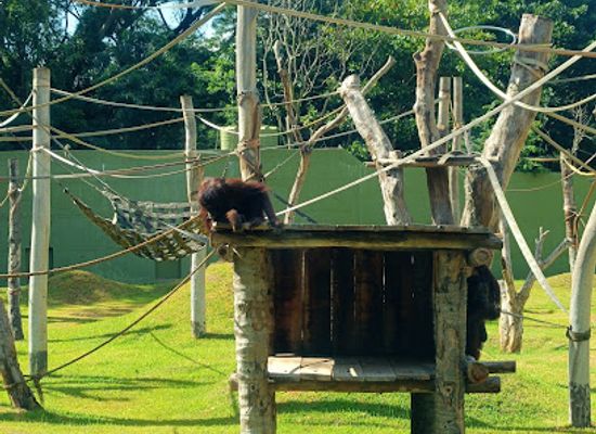india/mysore/attraction/chimpanzee-view-point