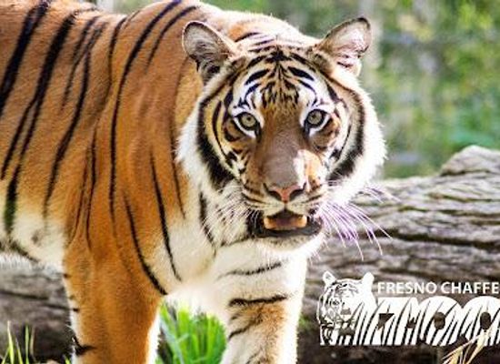 california/fresno/attraction/fresno-chaffee-zoo