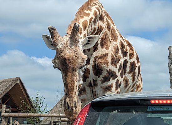 united-kingdom/west-midlands/attraction/west-midlands-safari-park