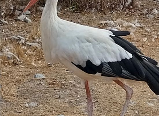 greece/cyclades/attraction/aegan-wildlife-hospital-alkioni