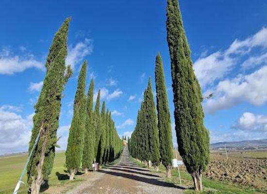 italy/siena/attraction/viale-di-cipressi