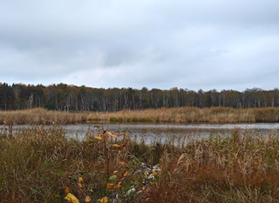 poland/masovia/attraction/horowe-bagno-nature-reserve