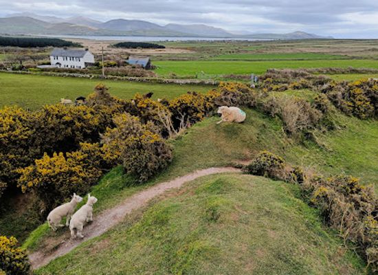 ireland/dingle-peninsula/attraction/lios-stone-circle-animal-feeding