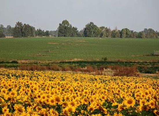 israel/southern-district/attraction/be-eri-forest