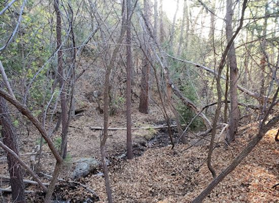 new-mexico/central-new-mexico/attraction/bear-canyon-scenic-easement