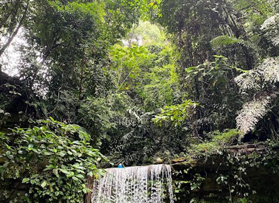 brunei/labu-forest-reserve/attraction/wasai-teraja