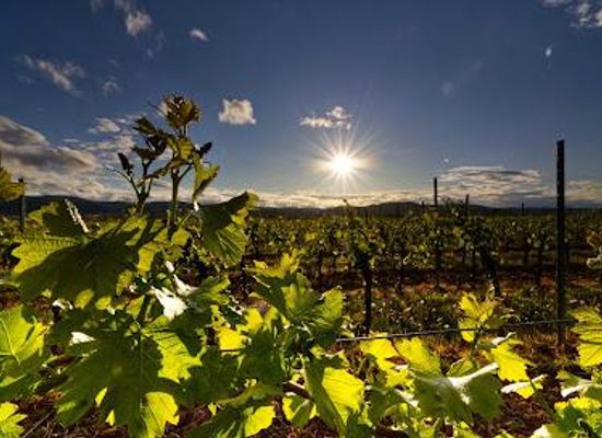 greece/crete/attraction/klados-winery