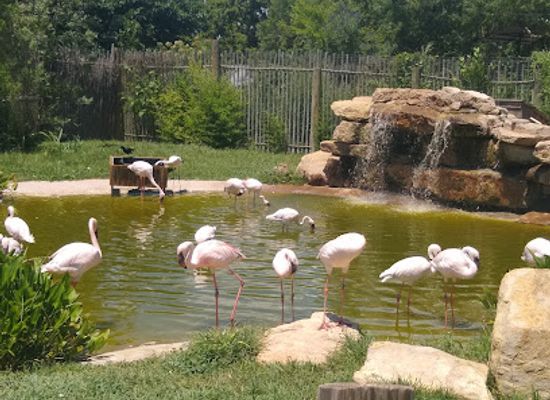 texas/abilene/attraction/abilene-zoo